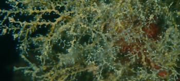 Hydraires Sertularella?