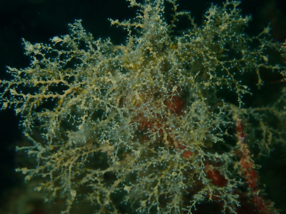 <p>Nouvelle photo d'ensemble: hauteur moins de 10cm</p>