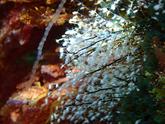 Hydraires Sertularella?