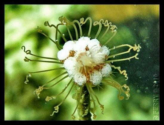 Bonsoir, je pense reconnaitre "<strong>l'hydraire fleur de gorgone" <em>Ralpharia gorgoniae</em></strong> (source  : à la page 178 de 1999; P. Huma...