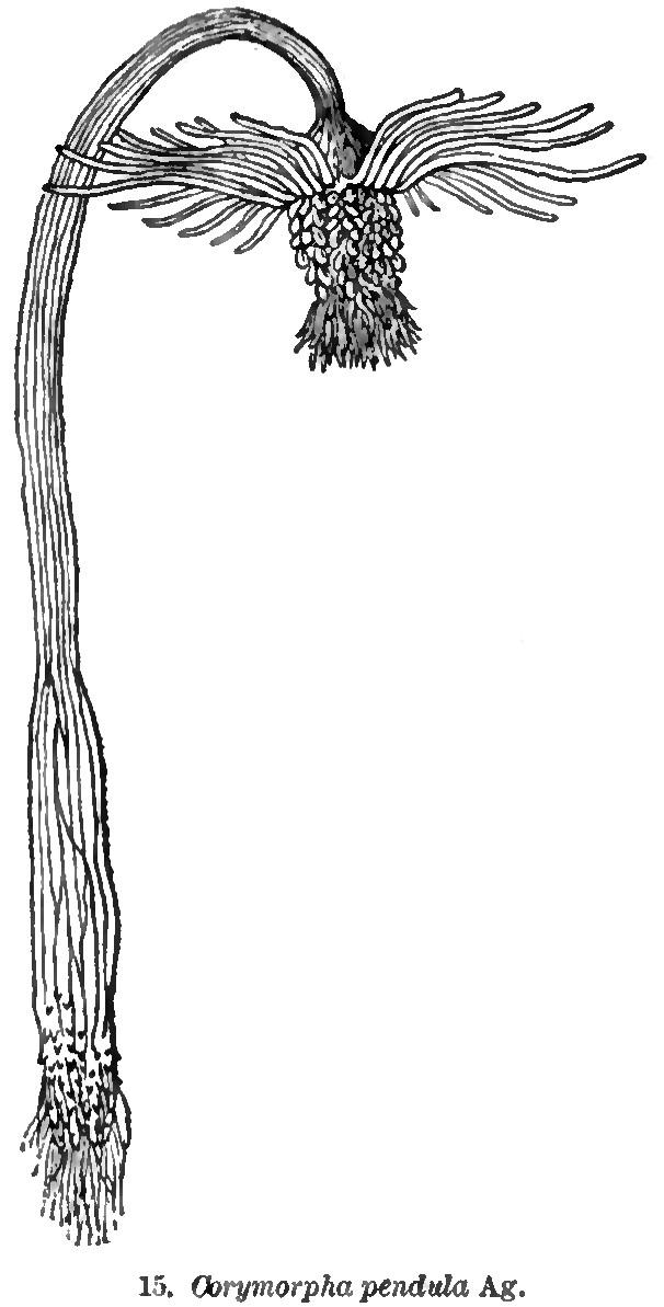 A mon avis, il s'agit d'un bryozoaire; rien ne rappelle <em>Hybocodon pendulus</em> (L. Agassiz, 1862) dont on voit la figure ci-contre. 