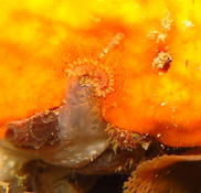 Hydroides ezoensis