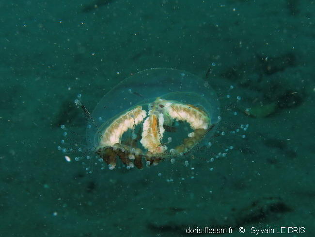 Bonjour,<br />Voici une autre photo si cela permet de mieux identifier l'espèce. Elle devait faire environ 5 cm de diamètre