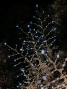 Hydrozoaire