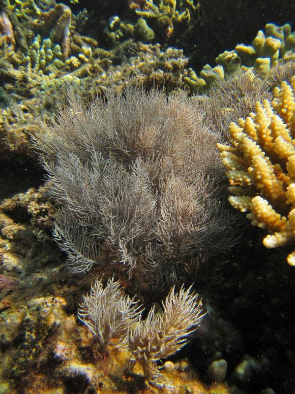 Hydrozoaire (?) de Mayotte