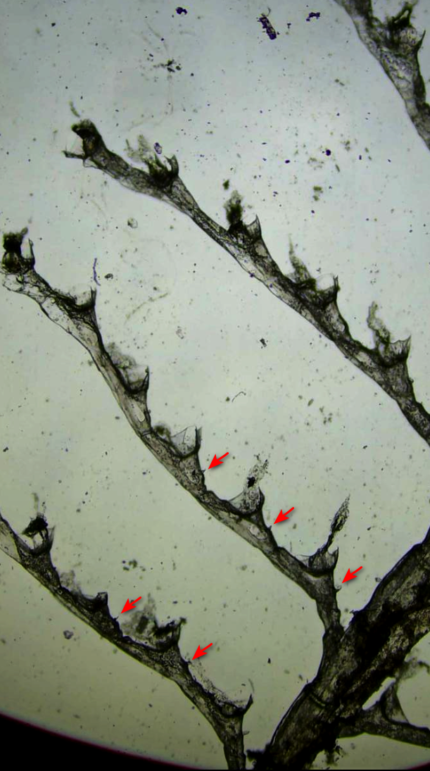 <p>Sur certaines photos, on peut distinguer la présence d' une nématothèque simple à la base de certaines hydrothèques (flèches sur copie d'écran)....