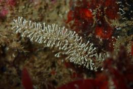 Hydrozoaires ? Vers ?