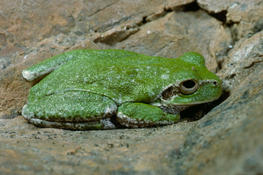 Hyla sarda