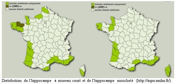 Ci-contre une esquisse de carte de distribution des 2 espèces d'hippocampes des côtes de France métropolitaine, d'après la page d'accueil de ces es...