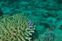 Hypselodoris de Bullock?