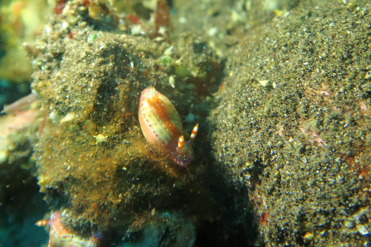 hypselodoris décorata?