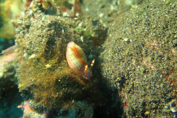 hypselodoris décorata?