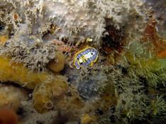 Hypselodoris fontandraui (devenu Felimare)