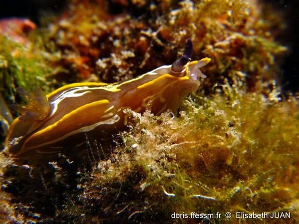 Hypselodoris fontandraui mutilé