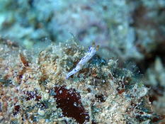 Hypselodoris maritima ? (NC)