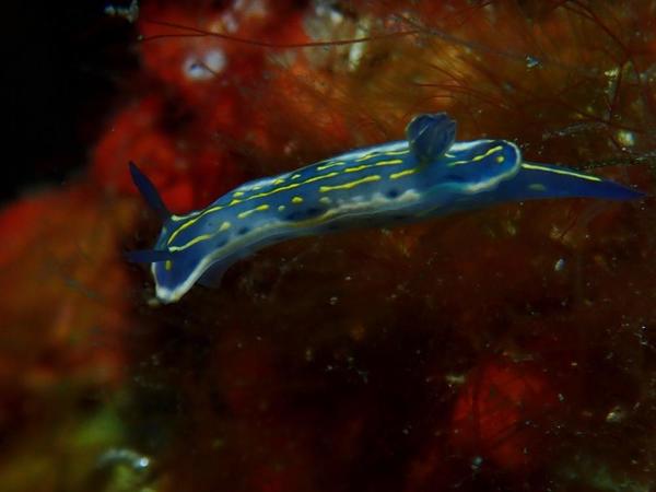 hypselodoris ...oui...mais ecore?