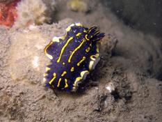 Hypselodoris picta picta