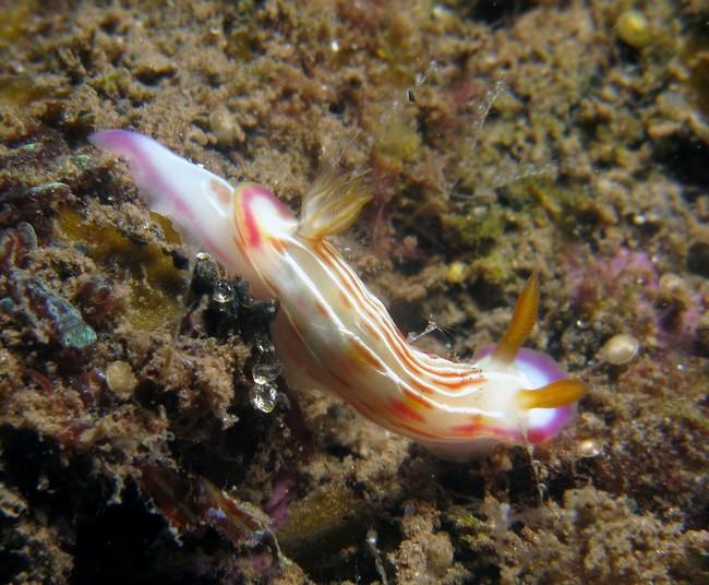 Hypselodoris Reunion