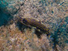 Hypselodoris XXX ?