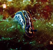 Hypselodoris ?