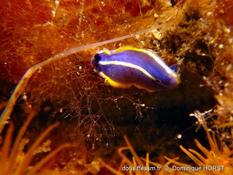 Hypselodoris....