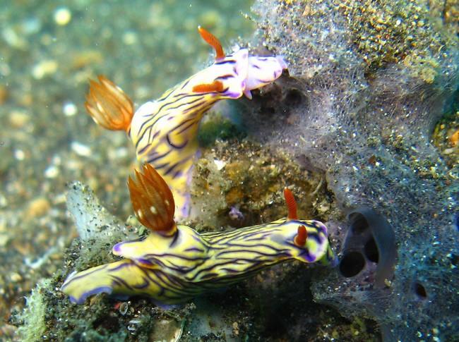 Hypselodoris