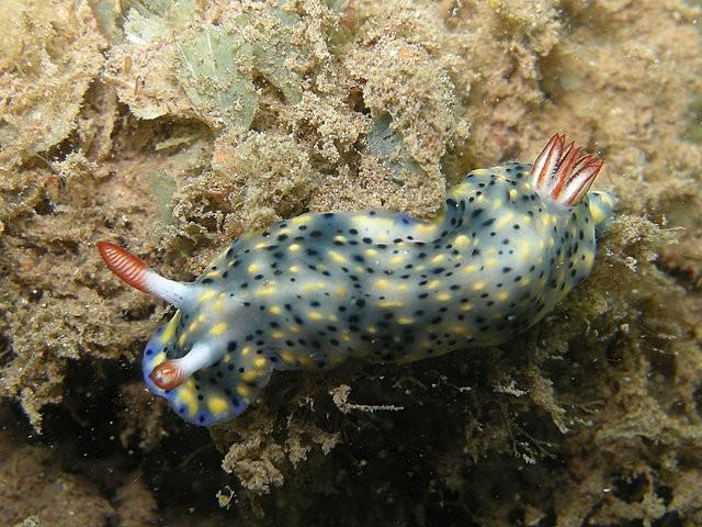Dans la série des hypselodoris, une autre espèce rencontrée à mayotte : un infucata je pense mais si je me trompe n'hésitez pas à me corriger.<br />