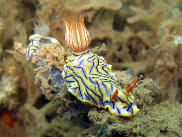 Je peux bien confirmer la presence de nigrostriata a mayotte avec ces specimens photographiés aujourd hui.<br />