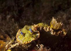 hypsolodoris ?