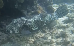 ID de ce poisson-ballon ?