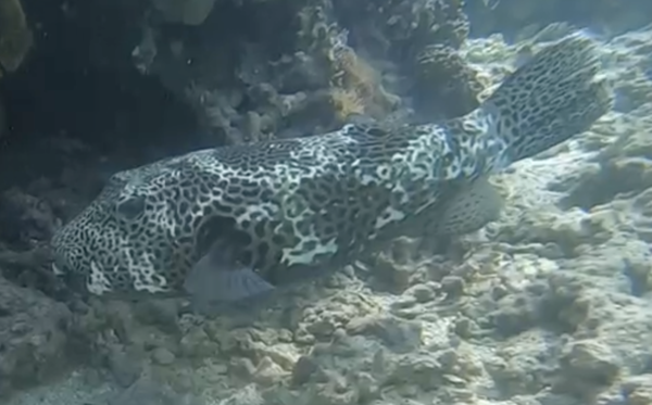 ID de ce poisson-ballon ?