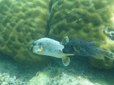 ID et comportement poissons ballons