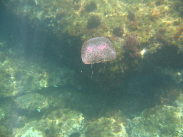 identifacatin d'une méduse