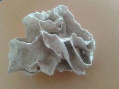 identifaication squelette corail? 