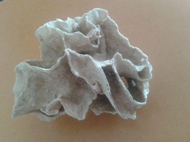 identifaication squelette corail? 
