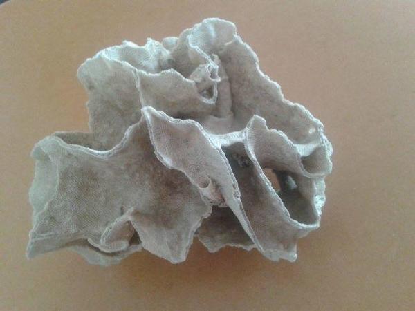 identifaication squelette corail? 