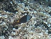 Identification
