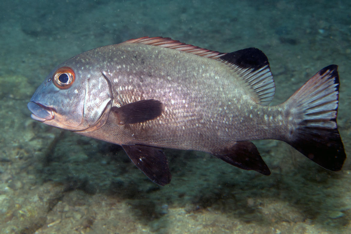 <p>Bonjour, en effet, avec les adultes c'est impossible de faire la différence… Je suis arrivé à Plectorhinchus albovittatuspour ceux que je connai...
