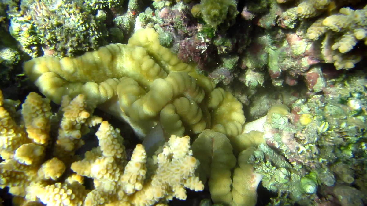 <p>Merci pour la réponse; je n'ai pas eu accès au pied, car elle était dans une patate de corail.</p>
