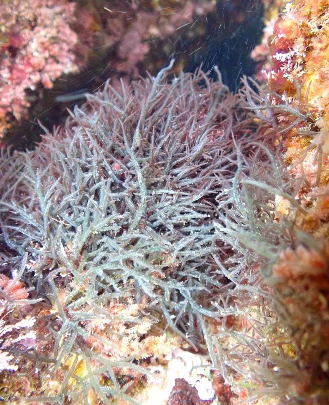 Identification 