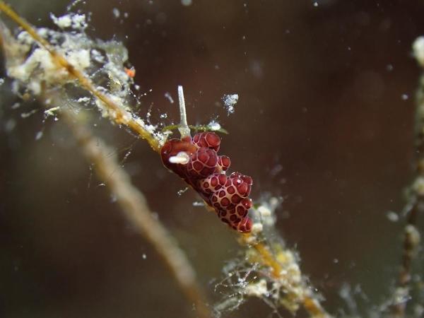 Identification