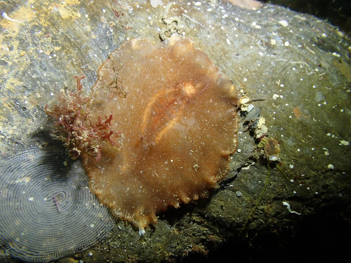 Identification