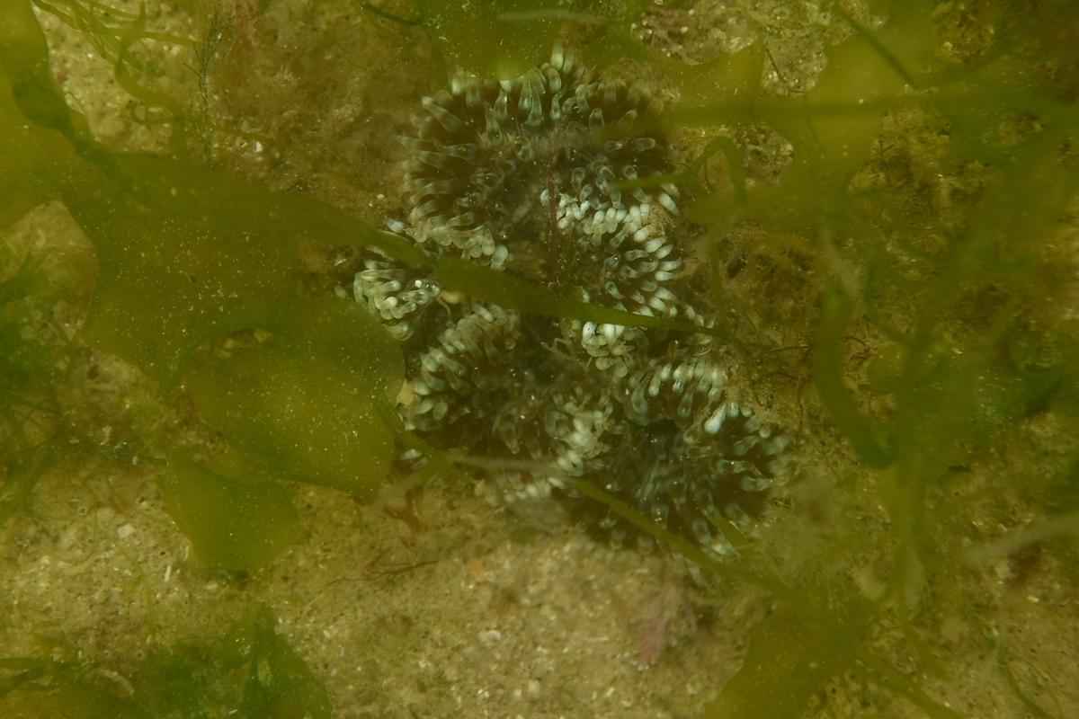 Identification 