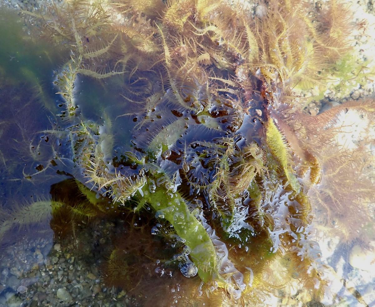 identification Algue