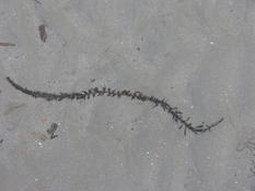 identification algue brune Bretagne