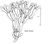 ci joint une copie de schema de <em>Valonia aegagropila</em> que l'on peut confondre avec <em>valonia utricularis</em>, dans le cas de <em>V. aegag...