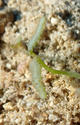 Identification algue Caulerpa