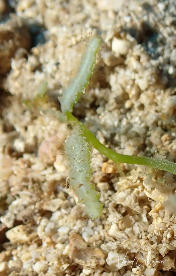 Identification algue Caulerpa
