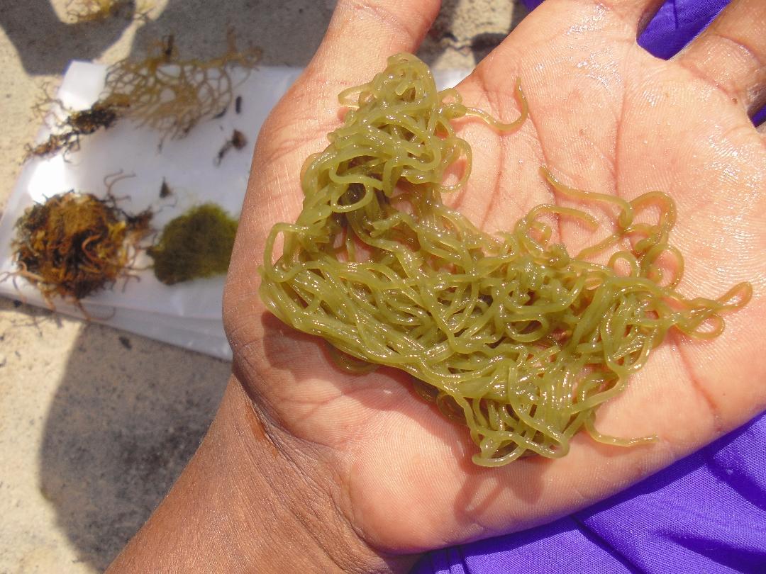 Identification algue filamenteuse non ramifiée