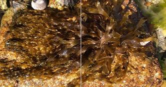 identification algue Quiberon